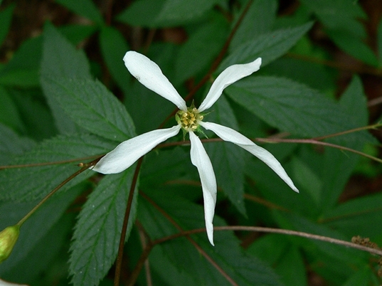 {Gillenia trifoliata}